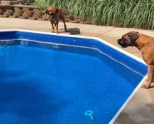 Собаки сами разобрались, как из-под воды достать игрушку
