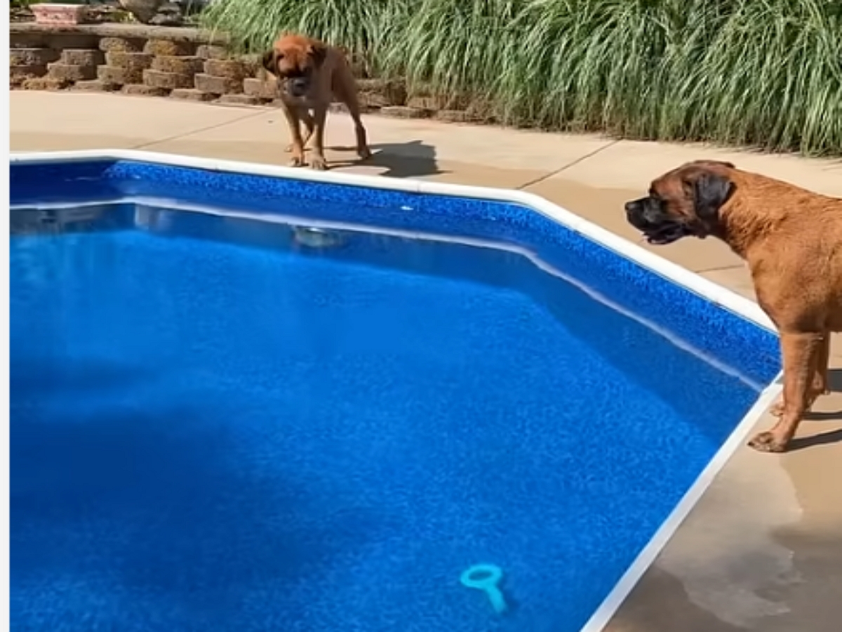 Собаки сами разобрались, как из-под воды достать игрушку