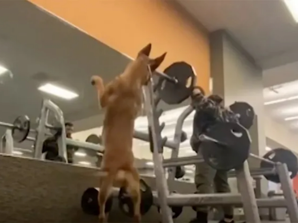 Собака повторяет упражнения за своим хозяином в спортзале
