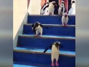 Эти пингвины закончили рабочую неделю
