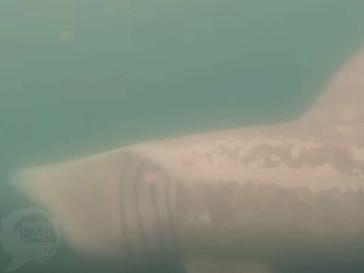 Видео столкновения исполинской акулы с судном впервые сняли на видео