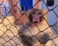 Ограбление обезьяны попало в Сеть