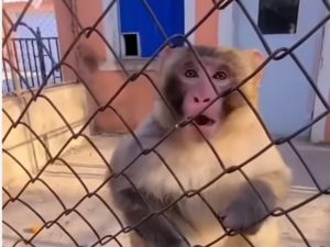 Ограбление обезьяны попало в Сеть