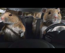 Домашние крысы отлично ездят на электромашинках