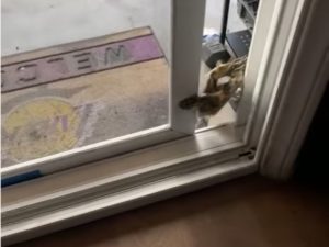 Черепаха так хотела домой, что смогла сама отпереть дверь