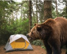 Турист проспал момент, когда медведь хотел съесть его ноги