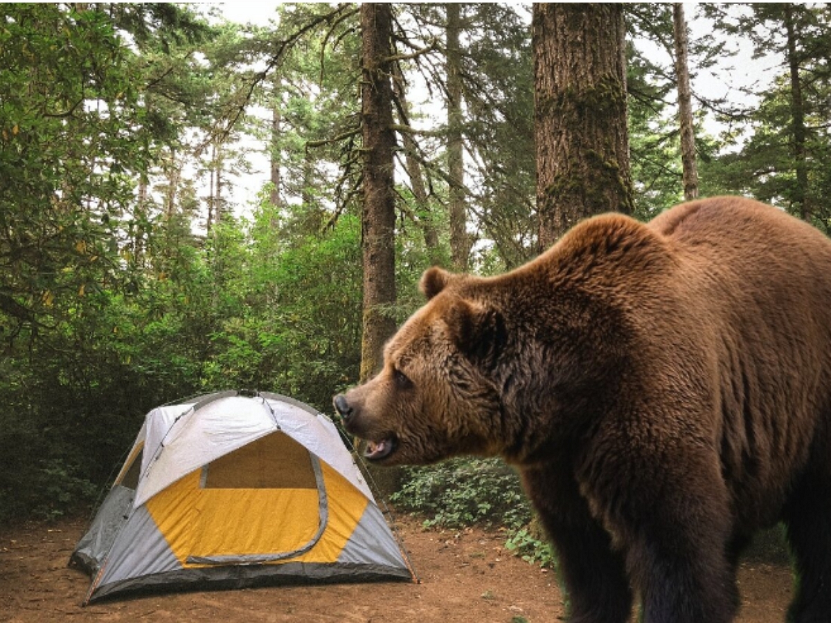 Турист проспал момент, когда медведь хотел съесть его ноги