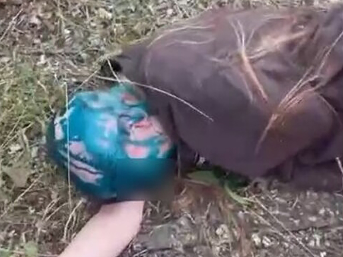 Самосуд в Благовещенске: девушку обрили наголо и заставили обмазаться зеленкой перед камерой