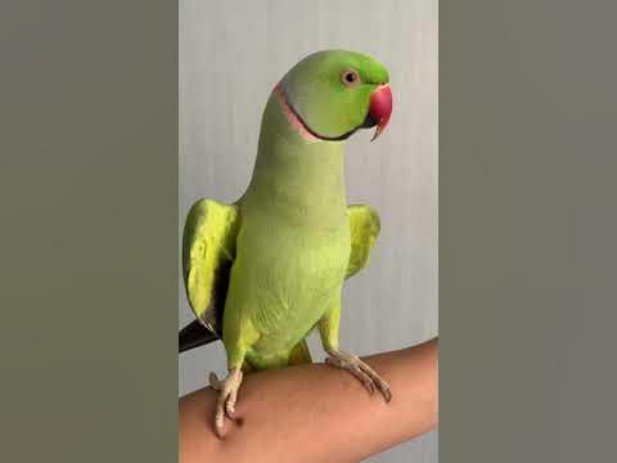 Говорящий попугай может поддержать беседу
