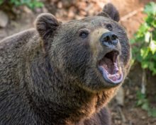 Рыбак и медведь столкнулись на озере