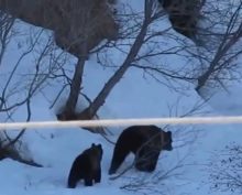 Русская бабка не боится никого, даже медведя