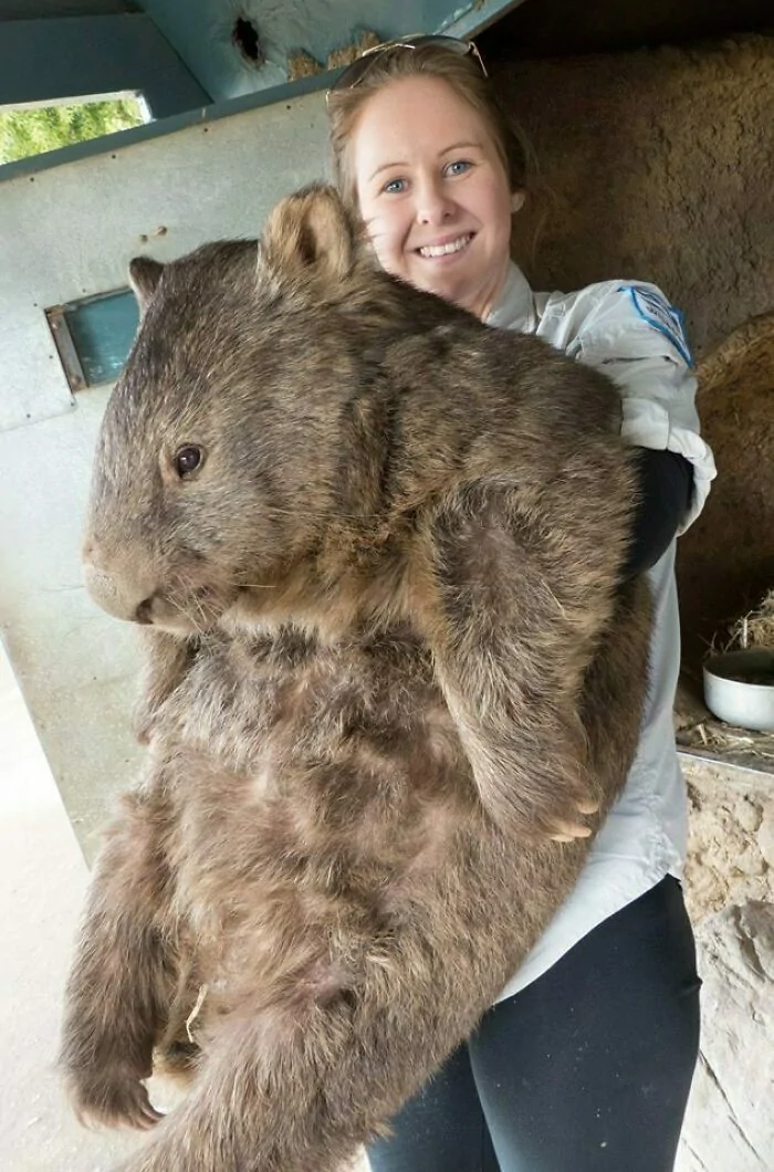 Невероятно огромни животни, заснети на снимки