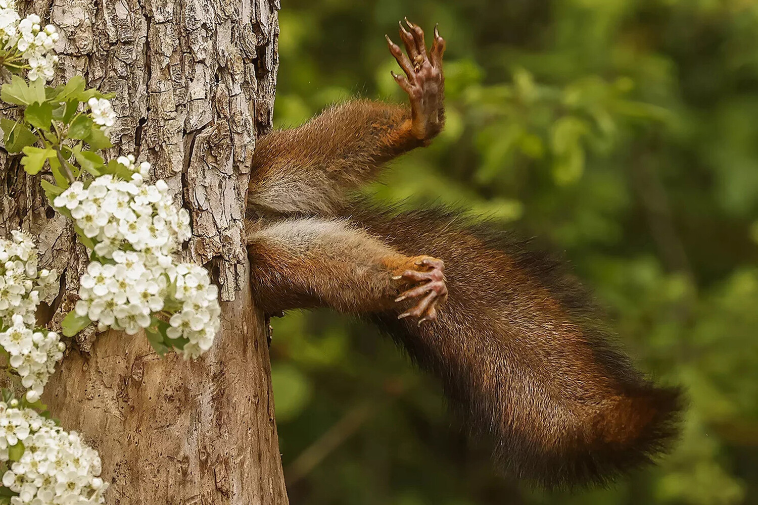 Смешные животные: финалисты Comedy Wildlife Awards