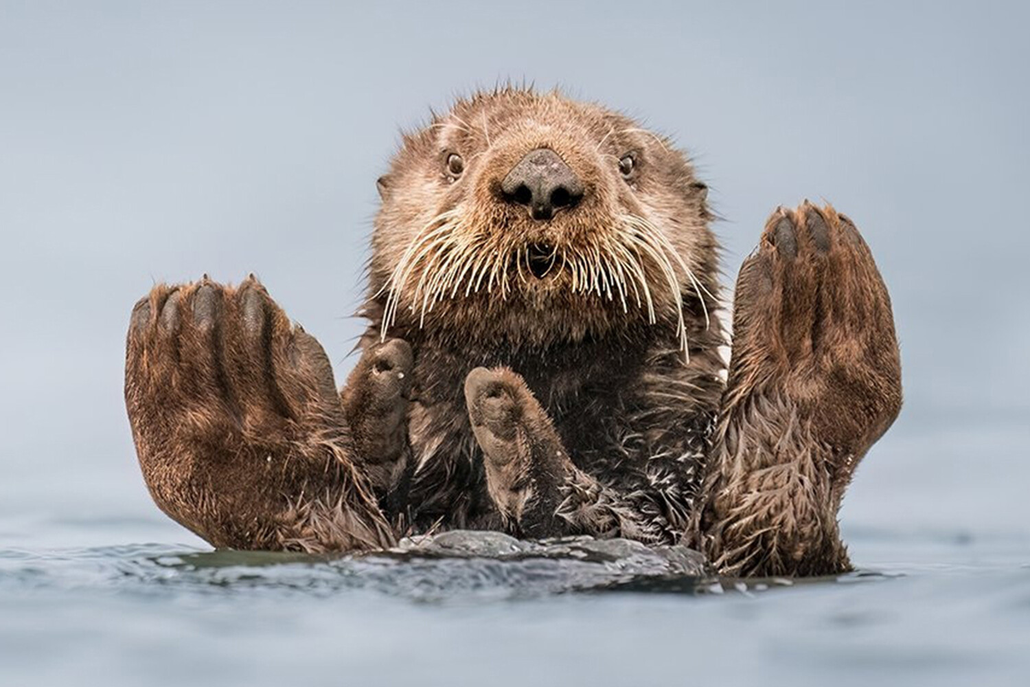 Смешные животные: финалисты Comedy Wildlife Awards