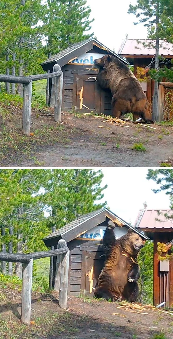 Невероятно огромни животни, заснети на снимки