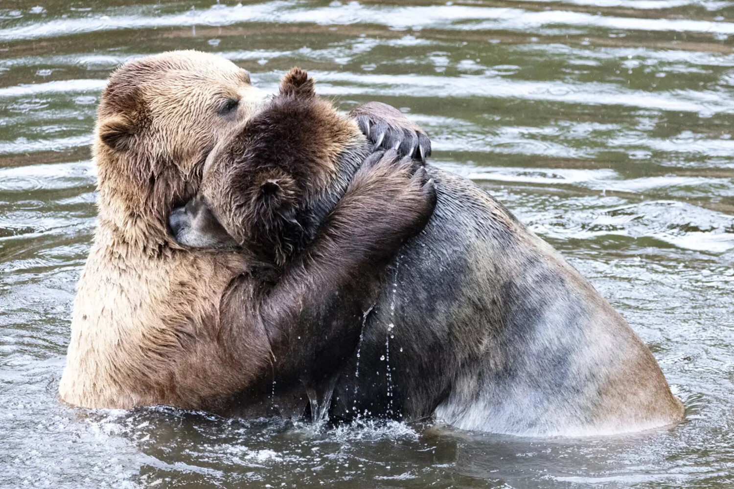 Смешные животные: финалисты Comedy Wildlife Awards