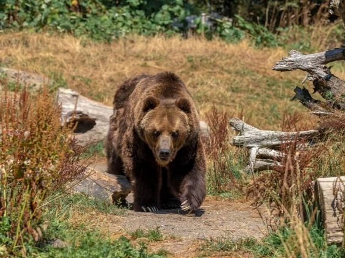 В Приморье застрелили медведя, задравшего двух мужчин и 35 собак