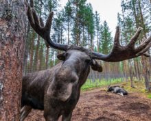 Вдоль карельской трассы можно запросто встретить лося