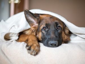 Эта собака любого обыграет в прятки