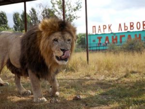 В Крыму львы растерзали управляющую парка-сафари 