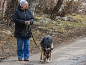 Госдума ужесточила наказания за нарушение правил выгула домашних животных  